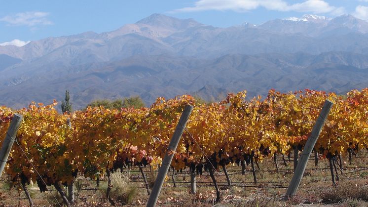San Pablo vineyard