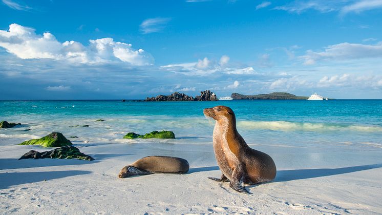 HRX, Galapagos, Espanola Island, Sea lion,©guenterguni-GettyImages-884708080.jpg