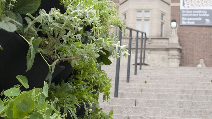 Låt den grå betongen blomma i grönt - Odla staden ny utställning om stadsodling