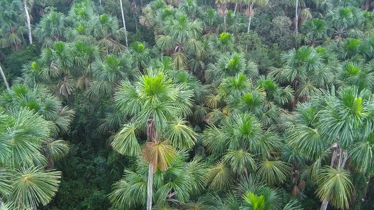 Mauritia felxuosa-palmer i närheten av Iquitos i Peru. Foto: Gabriel Hidalgo