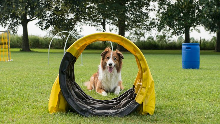 Border-collie-som_utövar_Hooper_FOTO_Mostphoto (1) (1).jpg