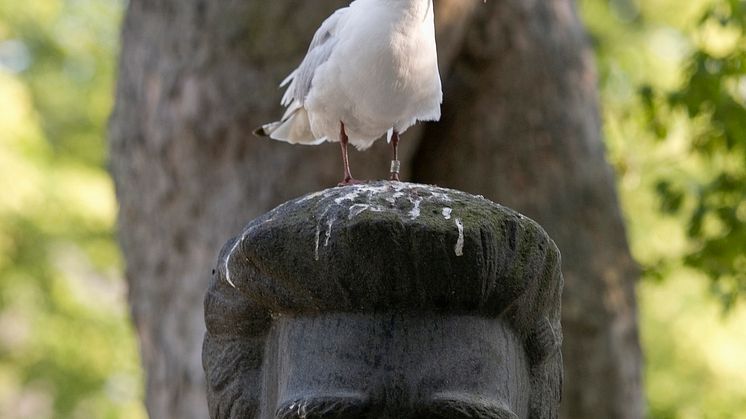 Pressbild 1 Människor <3 fåglar. 