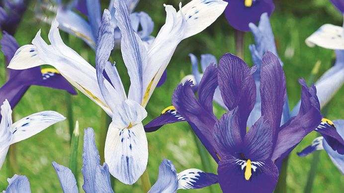 Iris Blue Orchid