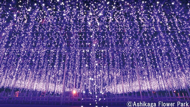 Ashikaga Flower Park Flower Fantasy – A Light Flower Garden(1)