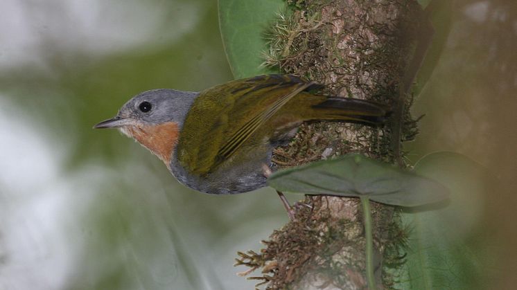 Två märkliga fågelarter ”upptäckta” på tropiska öar