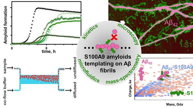Templerande S100A9-amyloider på Afi-fibrillarytor avslöjade genom laddningsdetektionsmasspektrometri, mikroskopi, kinetisk och mikrofluidisk analys