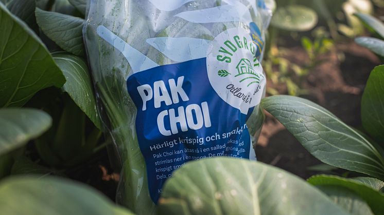 Pak Choi_3