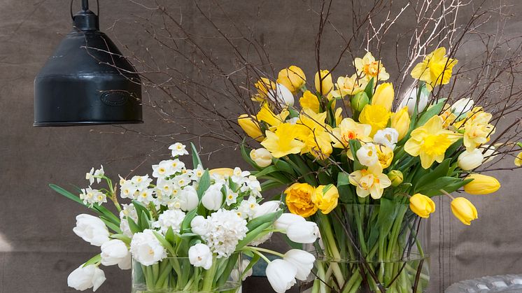 Gult är påskens färg framför andra. Blommor i nyanser av gult skapar härlig påskstämning.  Foto: iBulb
