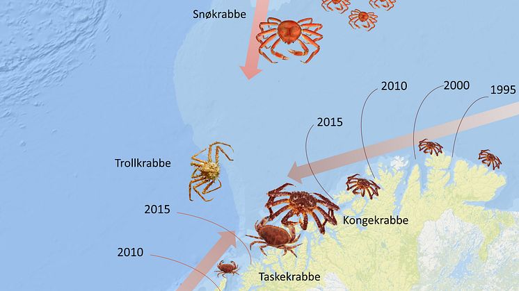 KRABBEKAMPEN: Tre av fire store krabbearter utvider sitt territorium. Det virker som om Snøkrabben har lagt en strategi med troppeoppbygging lengst nord, i påvente av at de øvrige krabbeartene får avgjort herredømmet på sjøbunnen langs kysten.