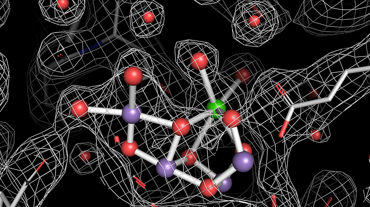 The water oxidizing complex in photosystem II in the last stable state before water oxidation occurs. Credit: Jan Kern, Lawrence Berkeley National Laboratory