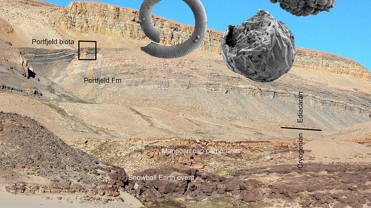 Den mer än en halv miljard år gamla Portfjeld-formationen på norra Grönland med dess innehåll av bland annat embryoliknande mikrofossil. Bild: John Peel