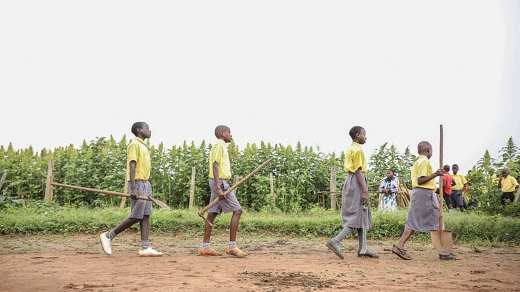 Bilden är från Uganda och ett annat av de projekt som Vi-skogen stödjer där skolbarn i att lära sig odla hållbart. Fotograf: Mark Wahwai