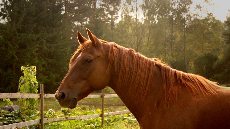 Under kommande veckor kommer Länsstyrelsen att kontrollera ridskolor i länet. Foto: Hillevi Upmanis