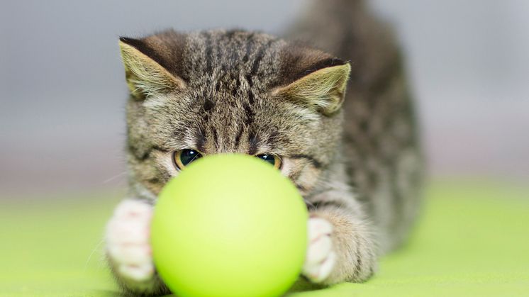 Kattunge med boll