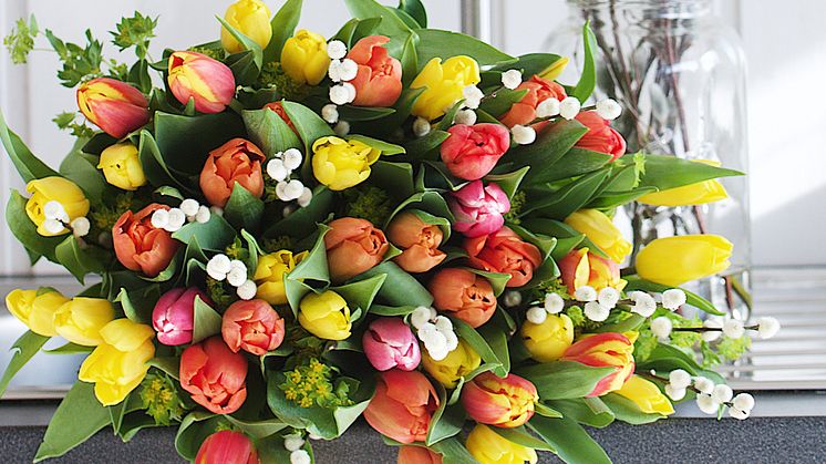 Fargerike tulipaner til Morsdag