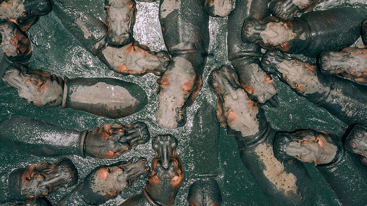 2018 SkyPixel Contest-Photo Group-First Prize-Nature-HUNGRY HIPPOS