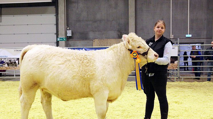 Best in Show Nöt avgjordes lördagen den 17 februari. Vinnare blev charolaiskvigan Doree av Tranberga.