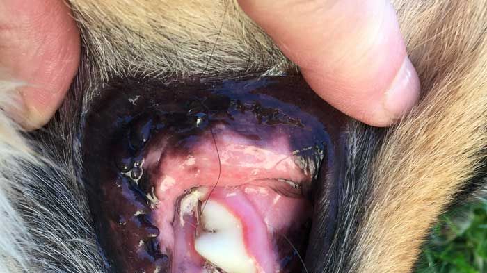 En Australian Shepherd som precis har fått sin tandsten borttagen. Foto: Christine Jakobsson, SLU.