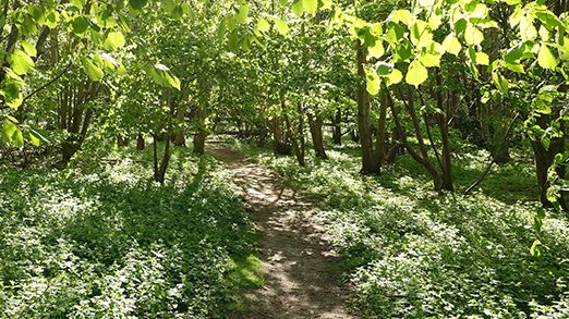 ​Stöd för bildande av naturreservat i Höjeådalen