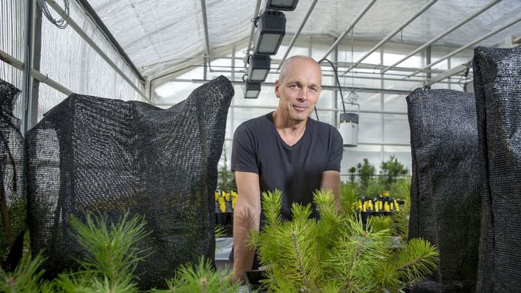 Professor Torgny Näsholm har utvecklat en miljövänlig växtnäring som inte bara ger tillväxt ovan jord utan också en väldigt god rotutveckling. Foto: Johan Gunséus.