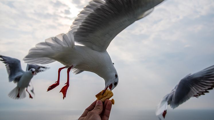 EXPERT COMMENT: Ruffled feathers: angry Britons’ battle with dive-bombing birds moves inland