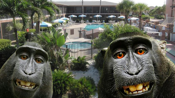 Sea Oats Beach Club in Florida.  Monkeying around with timeshare contract?