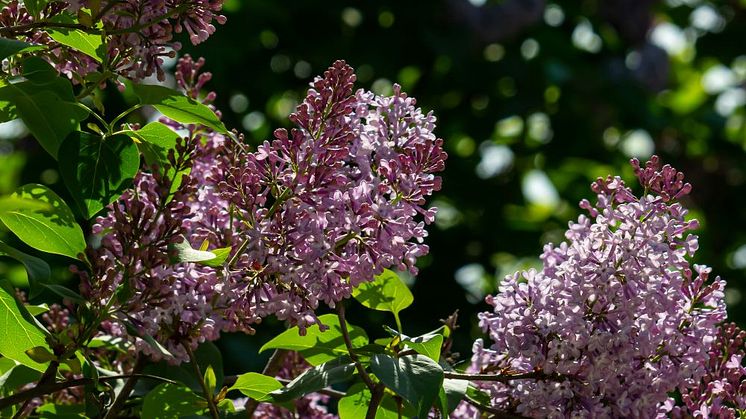 Syntolkning: blommande syrenbuske 