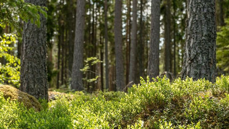 Syntolkning: Granskog med blåbärsris