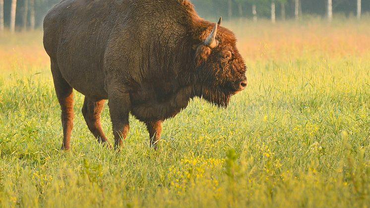 Takket være Białowieska-skoven er den europæiske bison blevet bevaret. Foto: Rune Engelbreth Larsen