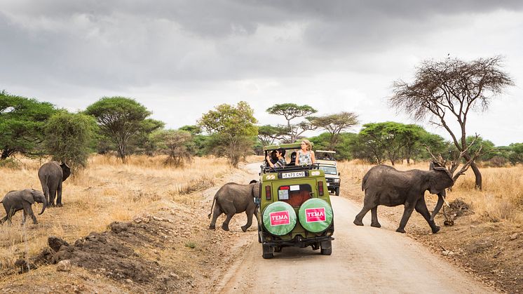 Möten i Serengeti. Foto: Roger Borgelid 