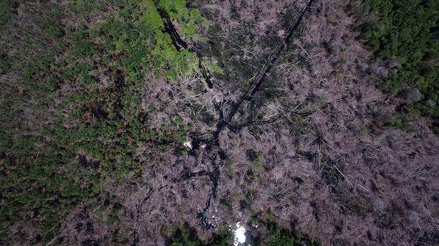 Miljøgrupper hævder, at skoven er blevet nedbrændt og at afvandingskanaler skærer igennem et fredet område, hvor PT. Bumi Sawit Sejahtera (IOI's datterselskab) udvinder palmeolie i Ketapang, West Kalimantan.Foto: Bjorn Vaugn, Greenpeace