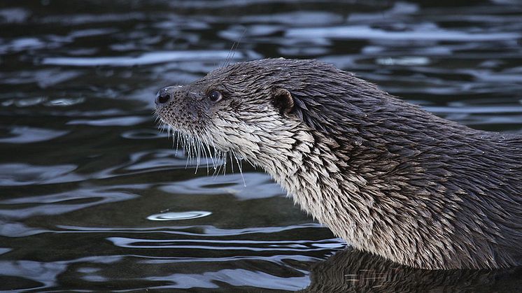 Samtliga undersökta uttrar hade många olika miljögifter och läkemedel i sig, visar en ny rapport från Naturhistoriska riksmuseet. Foto: Anna Roos.