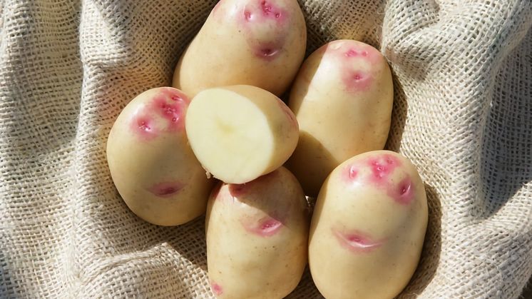 King Edward – En mycket populär potatis, kanske för att ofta beskrivits att ha en smörig lite mandelliknande smak.