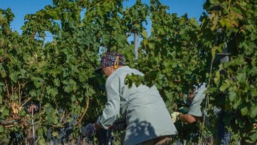 ​Bodegas Torres erbjuder den ‘Bästa upplevelsen inom vinturismen’ enligt Drinks International