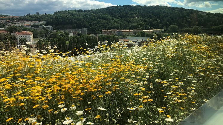 Takterrassen på B7 Eufemia har utsikt ut over blomsterengen mot Middelalderparken.