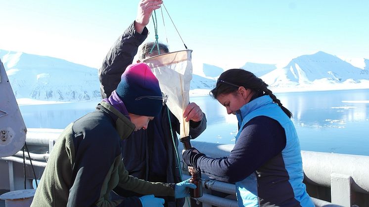 Collecting algae applying a phytoplankton net