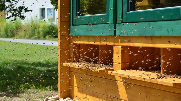 Auch die Therapie mit Bienenstockluft (Apitherapie) ist Thema in Thermalbad Wiesenbad 