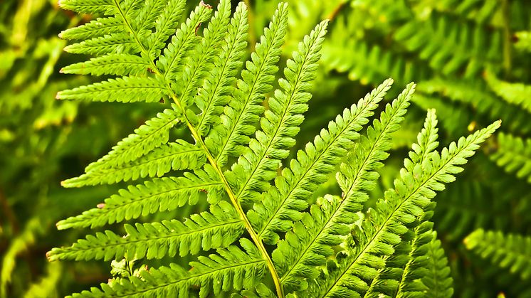 Med hjälp av ackreditering  kommer naturvärdesinventeringar kunna kvalitetssäkras.