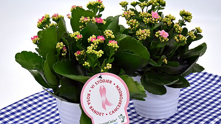 Dagens Rosa Produkt 20 oktober - en Calandiva från Mäster Grön