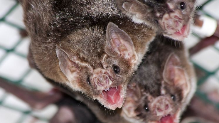 5956146-common-vampire-bat