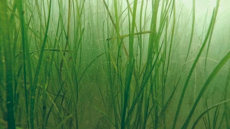 The Port of Gothenburg is about to replant 1,7 hectares of eelgrass. Photo: Peter Göransson.