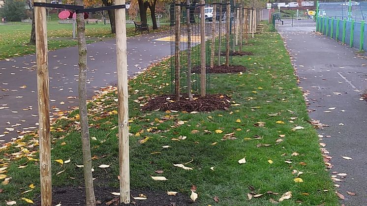 New trees at St Mary's Park, Prestwich.
