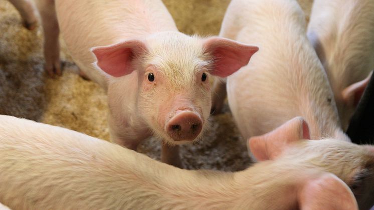 Svært lågt nivå av antibiotikaresistens i norske svinebesetningar