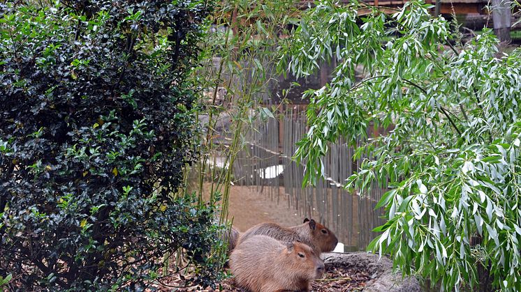 Zoo Leipzig - Capybaras