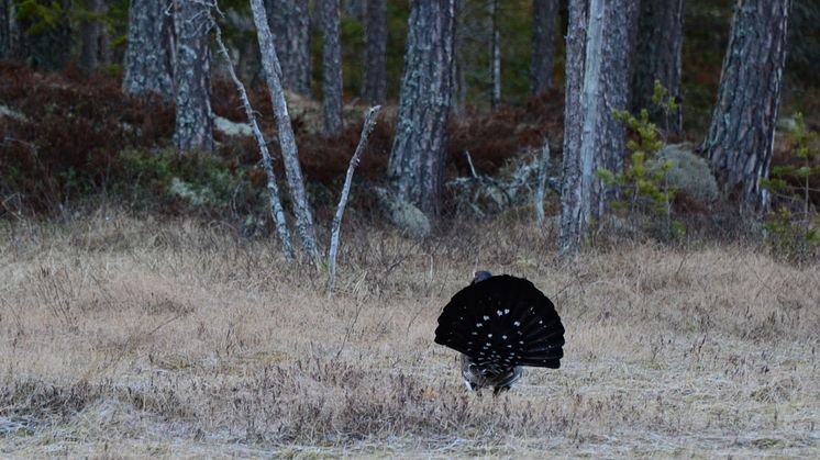 Flomyran i Gagnefs kommun är välkänt för det spektakulära tjäderspel som sker på platsen, med upp mot 15 tjädertuppar varje år. Foto: Sebastian Kirppu, Länsstyrelsen 