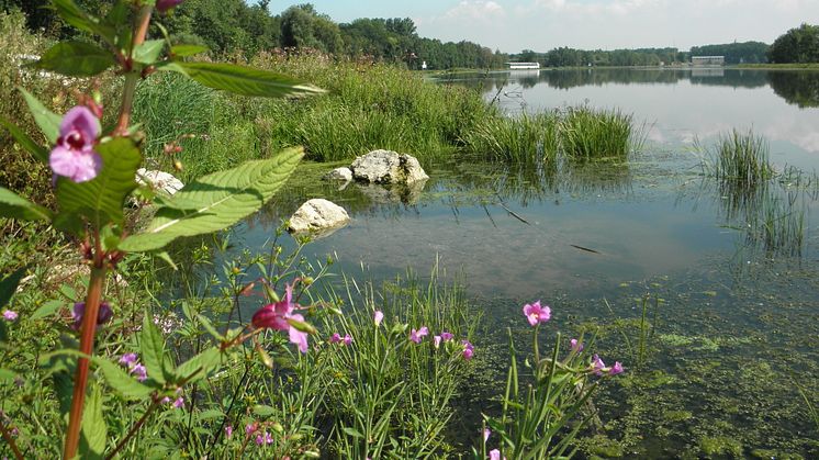 Ökologische Dammgestaltung an der Donau.