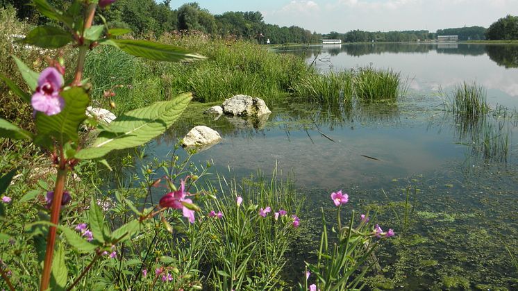 Ökologische Dammgestaltung an der Donau.