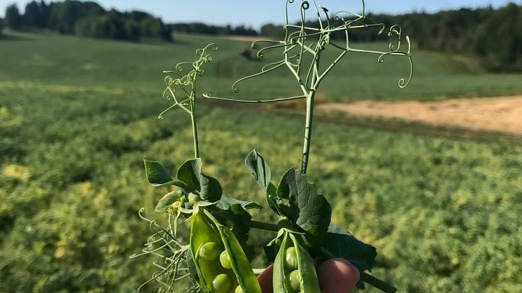 Derfor er storskala matproduksjon viktig når vi skaper bærekraftige matsystemer