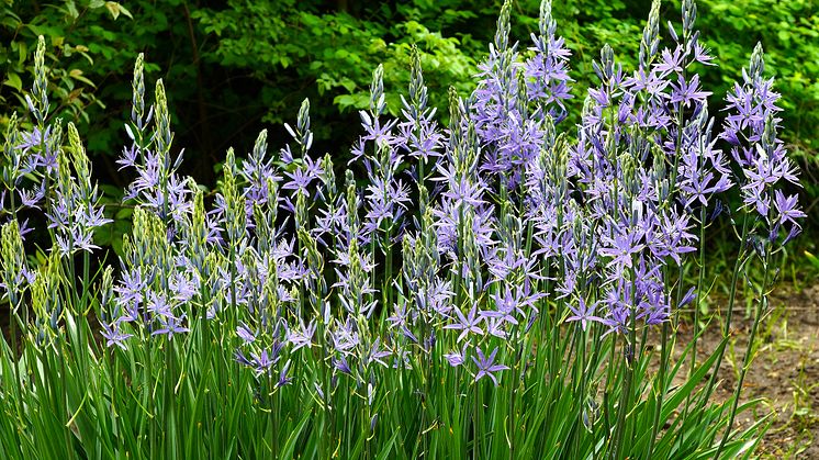 Camassia-stjarnhyacint-group