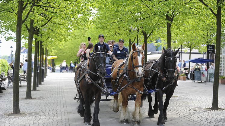 Nu tar hästarna över Kungsträdgården